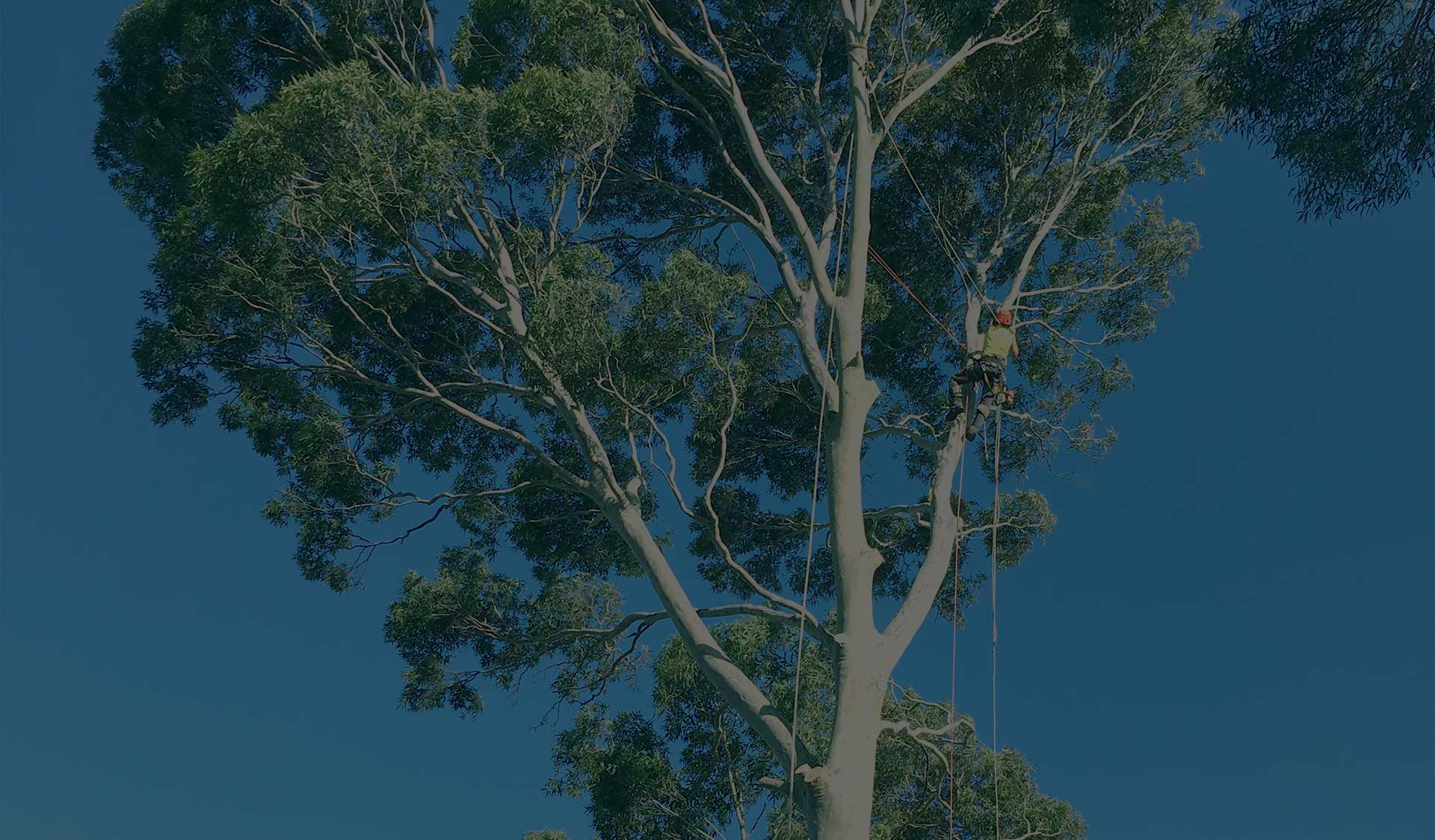 Max Tree Removal Melbourne