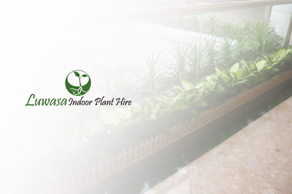 Luwasa indoor plant hire